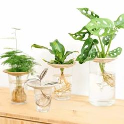 Coupelle D'hydroculture -Pas Cher Jardinoa Magasin 648761292fb1c0.55252744